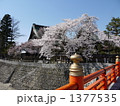 橋から見る桜