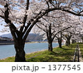 飛騨古川の桜