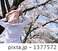 サクラを背景に肩車する親子