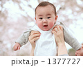 桜の下の赤ちゃん