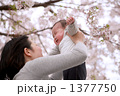 桜の下の赤ちゃん