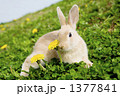 蒲公英と子兔