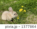 蒲公英と子兔