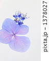 青い額紫陽花の花