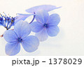 青い額紫陽花の花
