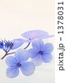 青い額紫陽花の花