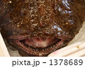 あんこう