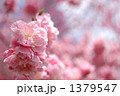 桃紅台閣（中国種）