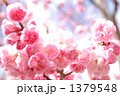桃紅台閣（中国種）