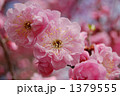 桃紅台閣（中国種）