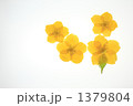 ヤマブキ