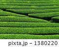 茶畑