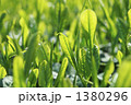 茶畑