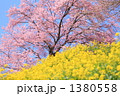 満開の桜と菜の花