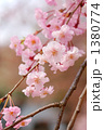 新宿御苑のしだれ桜