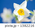 スイセンの花