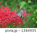 彼岸花とアゲハチョウ