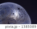 シャボン玉