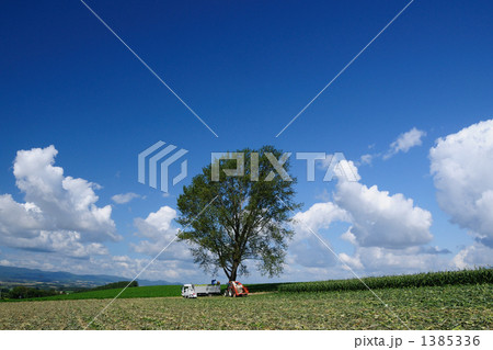 哲学の木 青空 晴れ