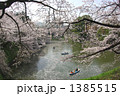 桜の千鳥ケ淵