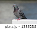 はと01 ひと休み