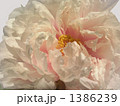 牡丹01 天衣