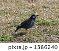 ムクドリ01 オス