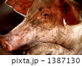 素材ナンバー 1387130 : 「豚」