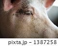 素材ナンバー 1387258 : 「豚」