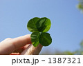 四つ葉のクローバー