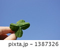 四つ葉のクローバー