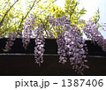 藤の花