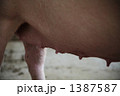 素材ナンバー 1387587 : 「豚」