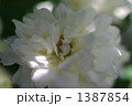 白い ミニ薔薇