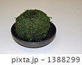 苔玉