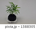 テーブルヤシと苔玉