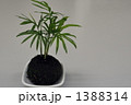 テーブルヤシと苔玉アップ