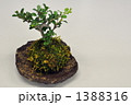 梅と苔玉のミニ盆栽