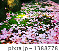 なごり桜