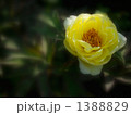 美人みっけ