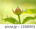 花水木