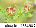花水木