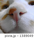 猫の鼻