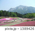 芝桜