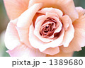 ベージュのバラ ”ジュリア”
