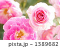 ピンクのバラ ”春の舞”