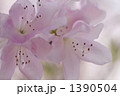 黒船躑躅（クロフネツツジ）