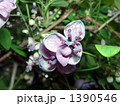 秋に紫色の実を付けるアケビの雌花