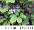 秋に紫色の実を付けるアケビの雄花