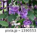 秋に紫色の実を付けるアケビの雌花